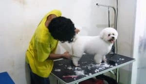 Hotel Anjing di Surabaya Kebanjiran Tamu di Liburan Natal Tahun Baru