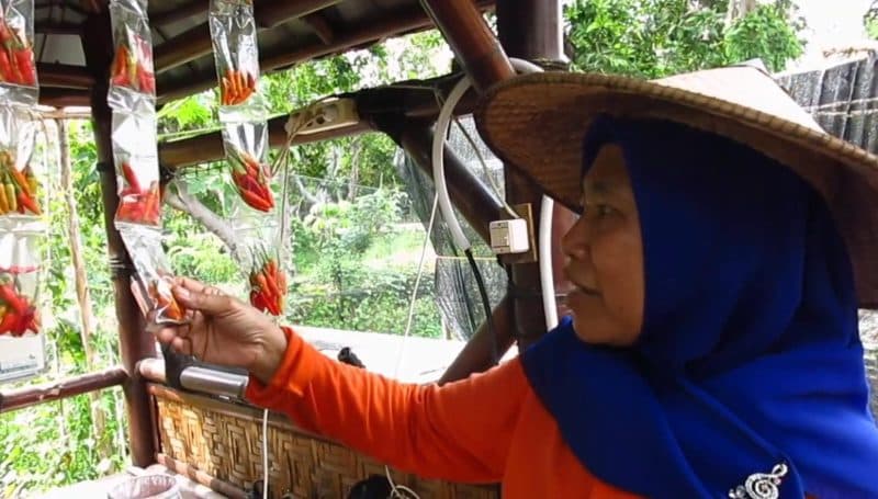 Warga Surabaya Hadapi Kenaikan Harga di Nataru dengan Cabai Sachet
