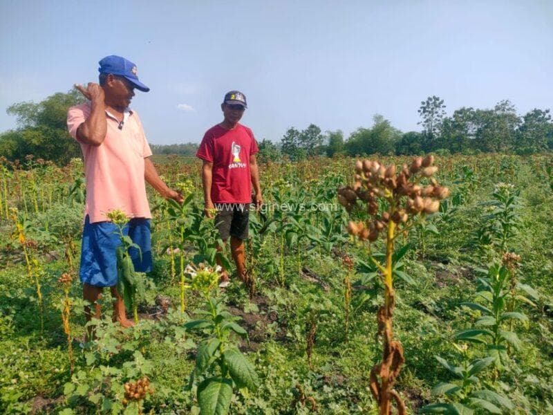 Akibat terkena hujan membuat tembakau mengering, mati. Jika ada yang dapat dipanen, itu pun kualitasnya rendah. (foto: jero/siginews.com)